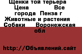 Щенки той терьера › Цена ­ 10 000 - Все города, Пенза г. Животные и растения » Собаки   . Воронежская обл.